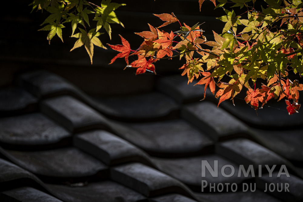 Kooyoo les feuillages rouges de l'automne au Japon