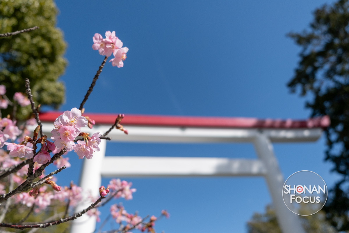 fleurs de pruniers en pleine floraison devant le torii de Kamakura-gu