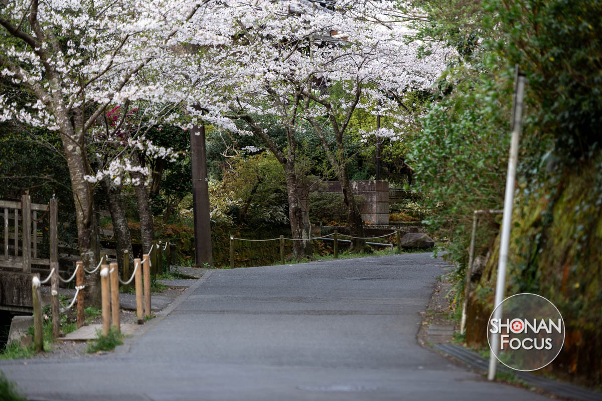 Kamakura apprécier la beauté des cerisiers en toute tranquillité
